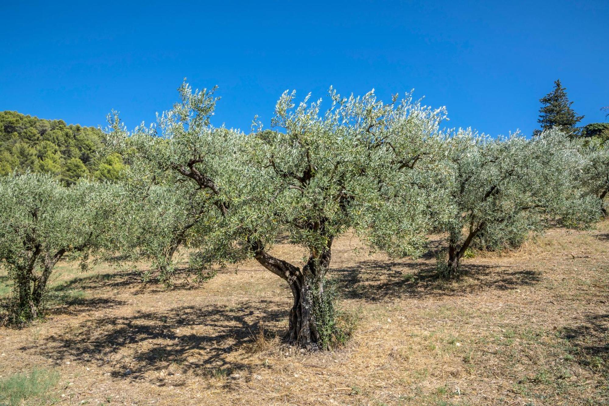 Maison Tendance Avec Jardin, Centre Village, Alpilles, Familles Eyragues Экстерьер фото